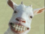 GoatBraces.jpg