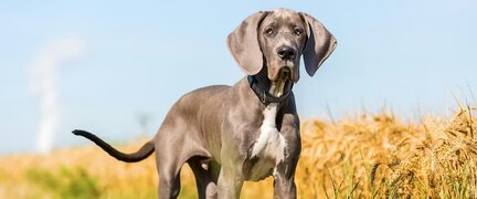 Max_Great-Dane.jpg