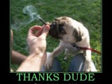 dog.jpg