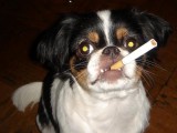 dog-smoking-cigarette.jpg