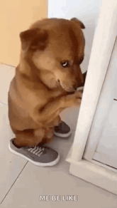 dog-hiding (1).gif