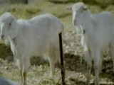 cosmote-goats.jpg