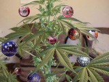 Ganja-xmas-tree.jpg