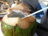 Coconut (Large).JPG