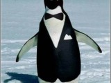 Penguin.jpg