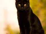 black-cat.jpg