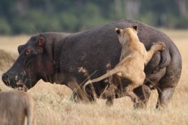 CATERS_HIPPO_FENDS_OFF_LION_PRIDE_03-1.jpg