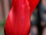 red_tulip.sized.jpg