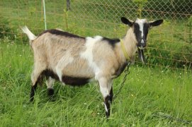 goat-1236046_1280.jpg