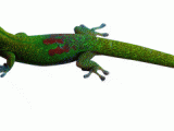 day_gecko1_400.gif