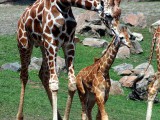 544px-Giraffes_IMG_9614.JPG