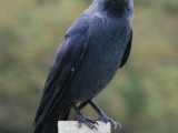 Jackdaw%20162.jpg