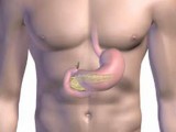 pancreas-imagebig.jpg