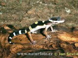 leopard-gecko--gekoncik.jpg