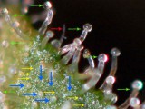 trichome_yellow_blue_green.jpg