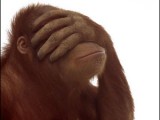 facepalm_monkey.jpg