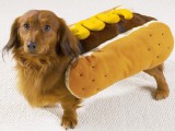 hot-dog-mustard-small.jpg