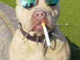 smoking_dog.jpg