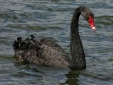 BlackSwan.jpg