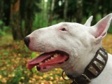 english_bull_terriers_5.jpg