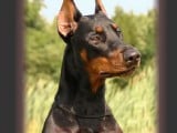 DOBERMAN a-2.jpg