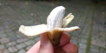 worlds-smallest-banana.jpeg