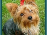 Yorkshire Terrier a7-33.jpg