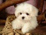 lovely_white_puppy_dog_83171.jpg