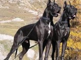 black-great-dane.jpg