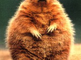 Groundhog-enorme-toute-grosse.jpg