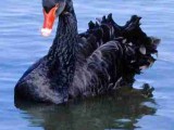 Black_Swan.jpg