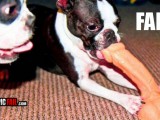 chew-toy-fail-dog-dildo.jpg