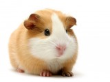 guinea-pig.jpg