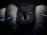 Black_Snake_1440x900.jpg