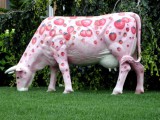 PINK Cow.jpg