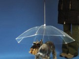 wtf-photos-videos-dogbrella.jpg