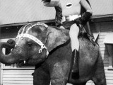 wtf_pictures-bat-e-phant.jpg