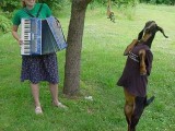 wtf_pics-dancing-goat.jpg