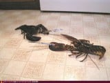 wtf_pics-lobster-knife-figh.jpg