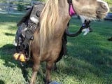 wtf_pics-scuba-horse.jpg