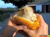 funny-pictures-the-real-chicken-sandwhich-qKA.jpg