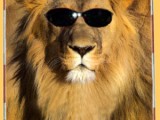 Lionwithsunglasses.jpg