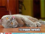 hurr-durr-derp-face-i-iz-trippin-furballz.jpg