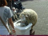 wtf-photos-videos-what-a-lamb.jpg