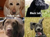 hurr-durr-derp-face-know-your-durr-labs.jpg