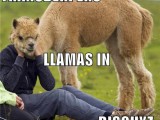 hurr-durr-derp-face-transderpers-llamas-in-disguyz.jpg