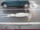 wtf-photos-videos-squid-parking-only.jpg