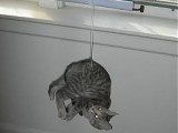 danglecat.jpg