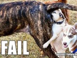 fail-dog-27-600x4002.jpg