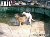 tiger_fail.jpg